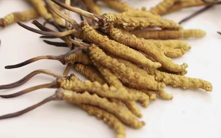 水溫決定營養(yǎng)！冬蟲夏草鮮草泡水溫度全解析?