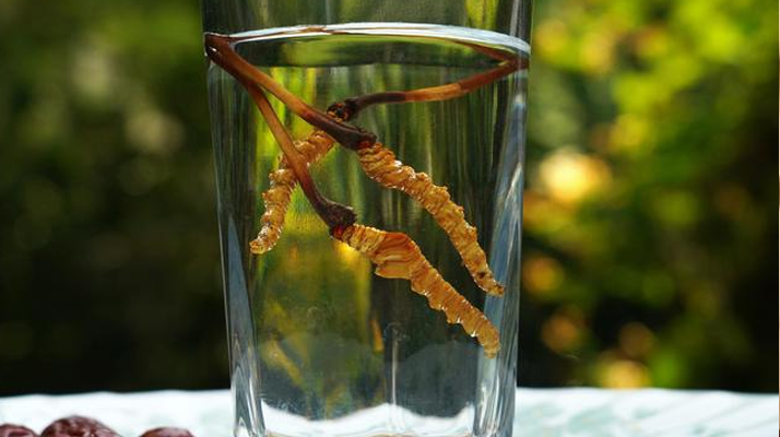 <a href=http://m.xmwhr.com/xinxian/ target=_blank class=infotextkey>鮮冬蟲夏草</a>怎么泡好吃？這些配方讓滋補(bǔ)更有滋味