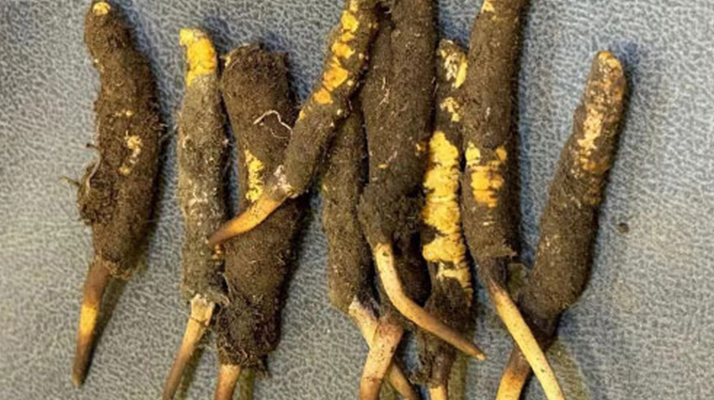 探秘那曲<a href=http://m.xmwhr.com/xinxian/ target=_blank class=infotextkey>鮮冬蟲夏草</a>的神奇功效