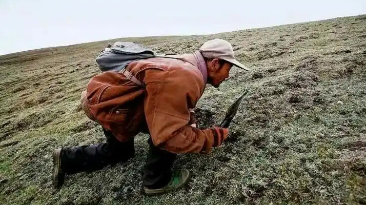 西藏冬蟲夏草最大產(chǎn)地：那曲，自然饋贈的珍寶之地