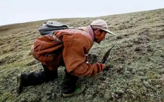 西藏冬蟲夏草最大產(chǎn)地：那曲，自然饋贈的珍寶之地