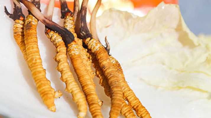 第十一屆冬蟲(chóng)夏草鮮草節(jié)：傳承與發(fā)展的蟲(chóng)草盛會(huì)