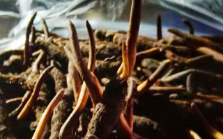 吃鮮的冬蟲夏草會上火嗎？一文說清