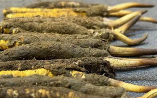 冬蟲夏草與新鮮草：一字之差，天壤之別