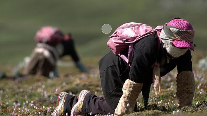 西藏<a href=http://m.xmwhr.com/xinxian/ target=_blank class=infotextkey>新<a href=http://m.xmwhr.com/xinxian/ target=_blank class=infotextkey>鮮冬蟲夏草</a></a>：雪域高原的神奇饋贈