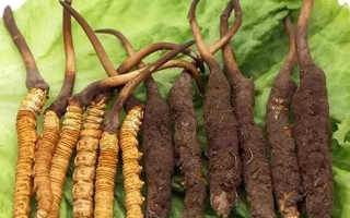 冬蟲夏草鮮草與干草：各有千秋的滋補(bǔ)之選