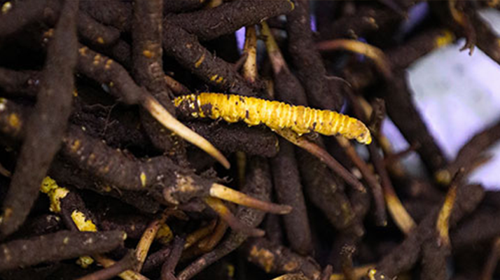 品鮮蟲草之妙，享滋補之道