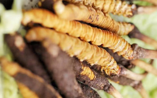 藏地新鮮冬蟲夏草批發(fā)價：探尋高價值背后的市場邏輯