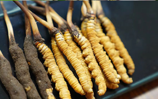 冬蟲夏草鮮草吃多久？科學(xué)食用周期與效果解析