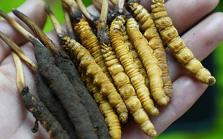 冬蟲夏草泡酒：鮮草入酒，鎖住精華的養(yǎng)生之道