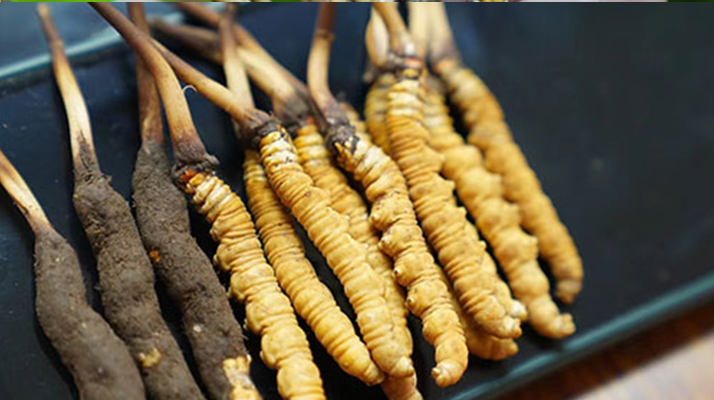 冬蟲(chóng)夏草什么時(shí)候有鮮草