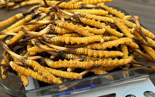 冬蟲夏草鮮草的黃金食用期，你知道嗎？