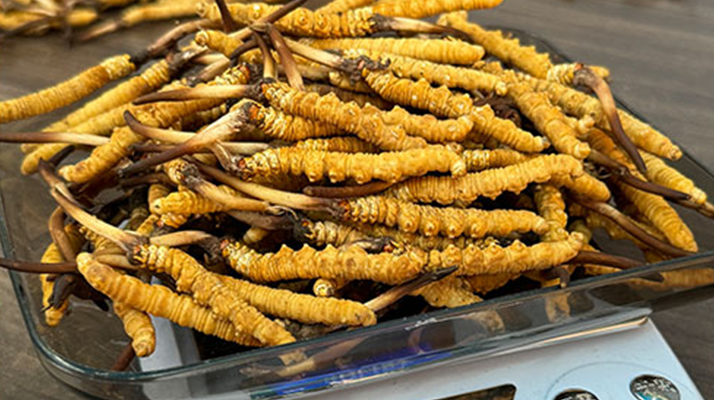 冬蟲夏草鮮草采購(gòu)全攻略