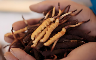 新鮮冬蟲夏草能保存多久？科學(xué)保存指南來了