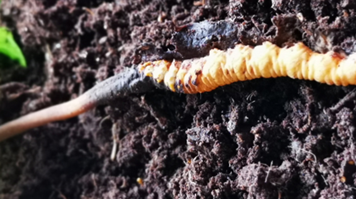 <a href=http://m.xmwhr.com/xinxian/ target=_blank class=infotextkey>新<a href=http://m.xmwhr.com/xinxian/ target=_blank class=infotextkey>鮮冬蟲夏草價格</a></a>解析