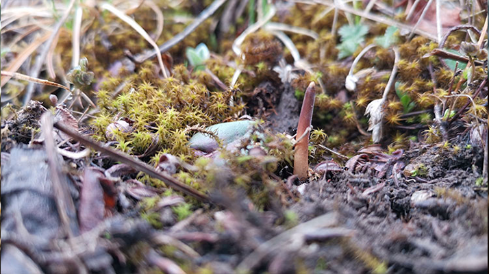 鮮冬蟲夏草辨別全攻略：識破真假，挑選優(yōu)質(zhì)好蟲草? ? ? ?