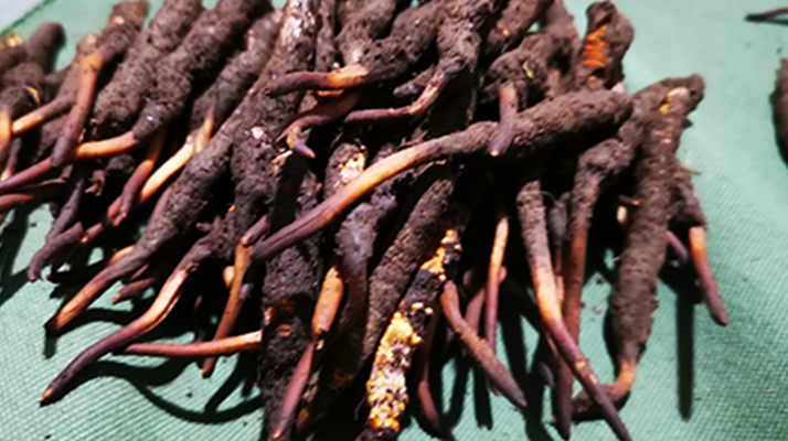 鮮冬蟲夏草可以泡水喝嗎？深度解析其飲用之道