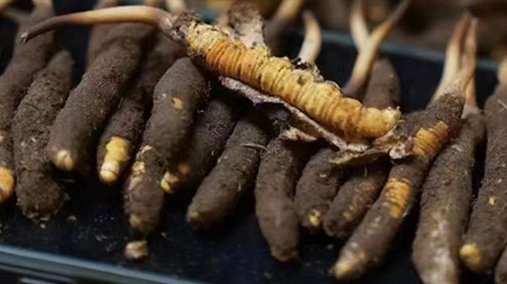 探尋新鮮冬蟲(chóng)夏草的采挖黃金期：自然節(jié)律中的珍貴饋贈(zèng)