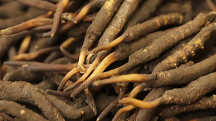 如何挑選<a href=http://m.xmwhr.com/xinxian/ target=_blank class=infotextkey>新<a href=http://m.xmwhr.com/xinxian/ target=_blank class=infotextkey>鮮冬蟲(chóng)夏草</a></a>？掌握這幾個(gè)關(guān)鍵技巧