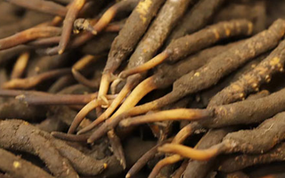 如何挑選新鮮冬蟲夏草？掌握這幾個關(guān)鍵技巧