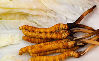 一克鮮草，千金之珍：探秘 1 克新鮮冬蟲夏草