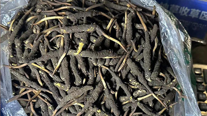冬蟲夏草可以吃鮮的嗎？一文為你揭秘