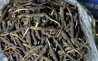 冬蟲夏草可以吃鮮的嗎？一文為你揭秘