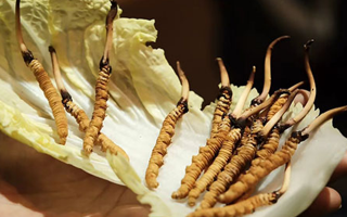 冬蟲夏草：鮮草與干草誰更勝一籌？