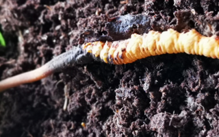 冬蟲(chóng)夏草鮮草的多樣食用之道