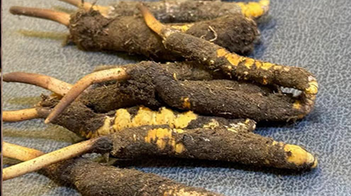 哪里有賣(mài)鮮冬蟲(chóng)夏草