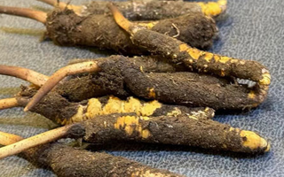 哪里有賣(mài)鮮冬蟲(chóng)夏草