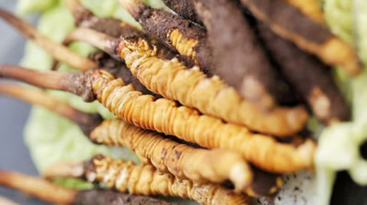 冬蟲夏草鮮草可以生吃嗎？一文解讀食用真相