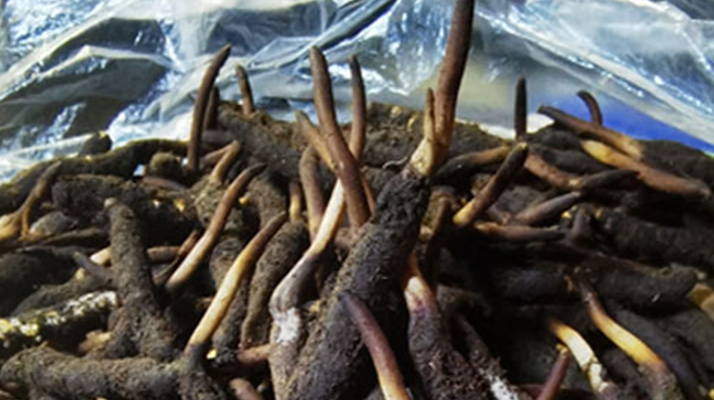 冬蟲(chóng)夏草鮮草能不能泡酒？科學(xué)解析與實(shí)用指南