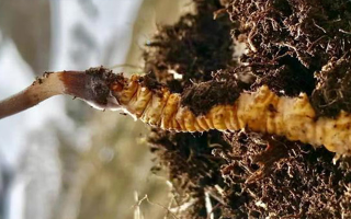 冬蟲(chóng)夏草的多樣吃法，解鎖滋補(bǔ)新體驗(yàn)