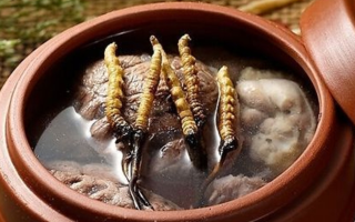 鮮冬蟲夏草吃多會上火嗎？一文解析真相