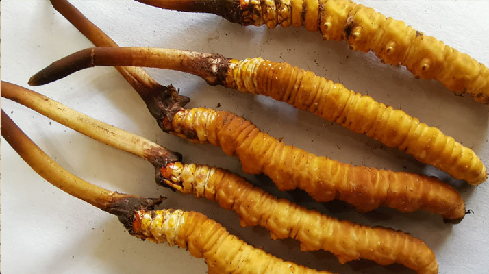 鮮冬蟲夏草常溫能放多久？一文讀懂保存秘籍