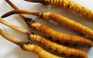 鮮冬蟲夏草常溫能放多久？一文讀懂保存秘籍