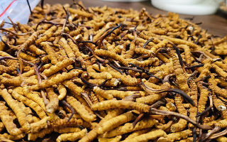 冬蟲夏草品質(zhì)價位表大全，一文掌握行情