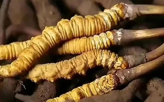 鮮冬蟲(chóng)夏草怎么吃味道好？解鎖舌尖上的滋補(bǔ)盛宴