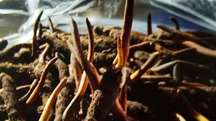 新鮮冬蟲夏草保存全攻略：鎖住營養(yǎng)，延長鮮味