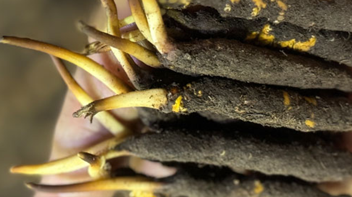 冬蟲夏草泡水喝，一次泡幾根最合適？