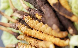 冰凍新鮮冬蟲夏草能吃嗎？