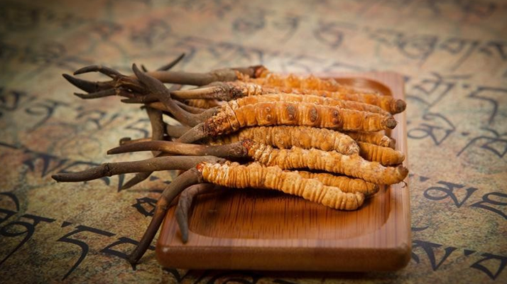 冬蟲夏草鮮草會上火嗎？科學(xué)解讀其食用特性