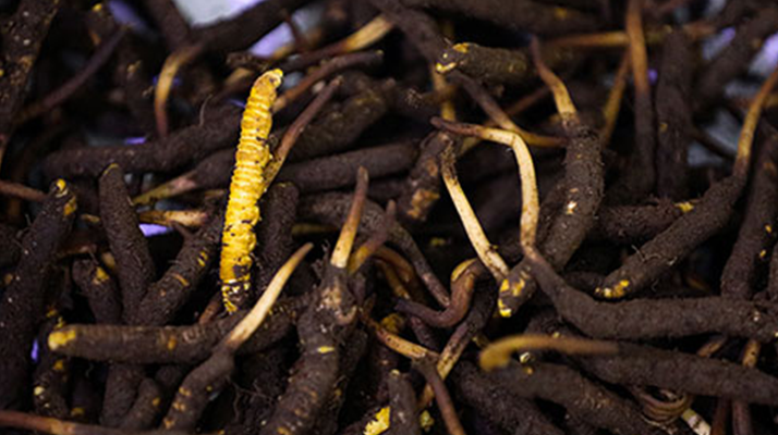 吃新鮮冬蟲(chóng)夏草會(huì)過(guò)敏嗎？一文為你揭秘