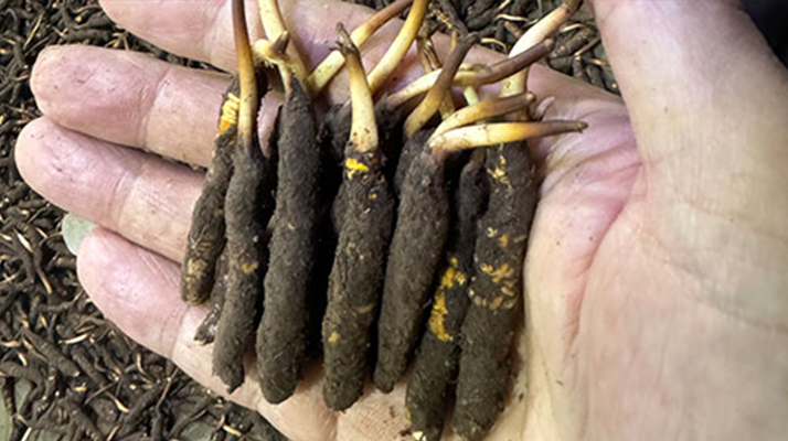 尋草之旅：踏上尋找<a href=http://m.xmwhr.com/xinxian/ target=_blank class=infotextkey>新<a href=http://m.xmwhr.com/xinxian/ target=_blank class=infotextkey>鮮冬蟲夏草</a></a>的征程