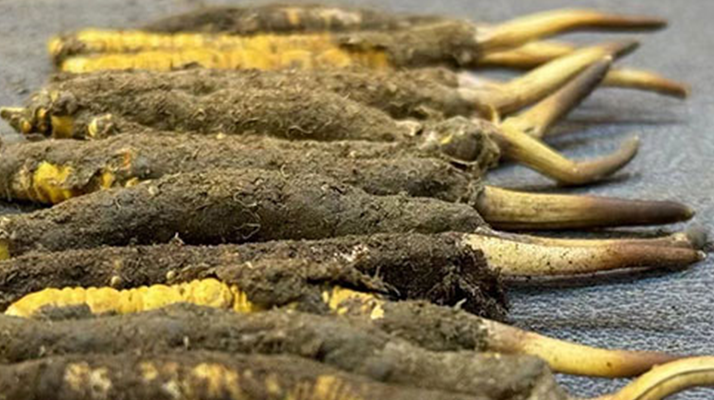 正宗<a href=http://m.xmwhr.com/xinxian/ target=_blank class=infotextkey>新<a href=http://m.xmwhr.com/xinxian/ target=_blank class=infotextkey>鮮冬蟲夏草</a></a>的科學(xué)吃法指南