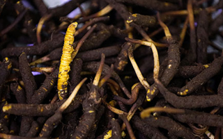 吃新鮮冬蟲(chóng)夏草會(huì)過(guò)敏嗎？一文為你揭秘