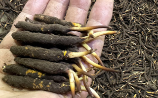 冬蟲夏草燉湯真能提鮮？揭開滋補(bǔ)食材的味覺密碼