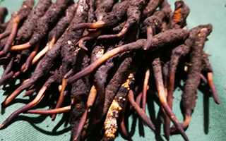 新鮮冬蟲夏草哪里買？全渠道選購指南