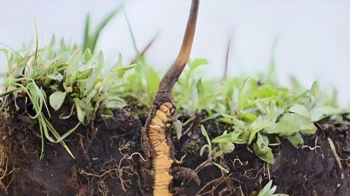 冬蟲(chóng)夏草鮮草一天吃幾個(gè)？科學(xué)食用指南來(lái)了